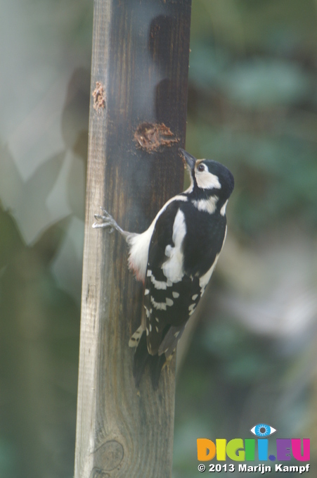 D7D00075 Woodpecker digging out peanut butter